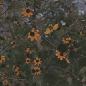 Meet your Posher, Cayla